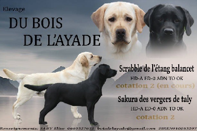Du Bois De L'Ayade - Labrador Retriever - Portée née le 05/11/2023