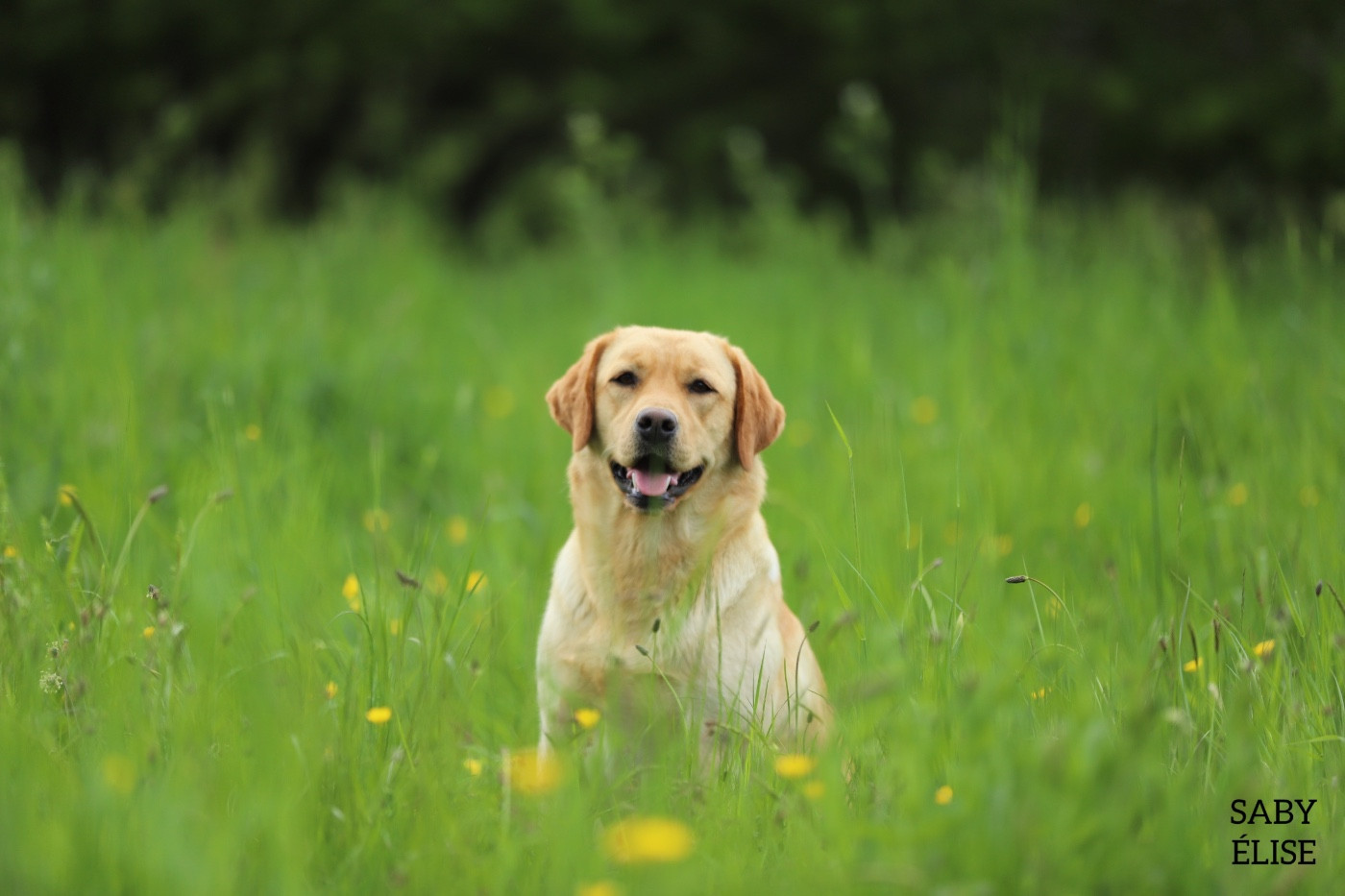 Prochaine naissance en mars/avril