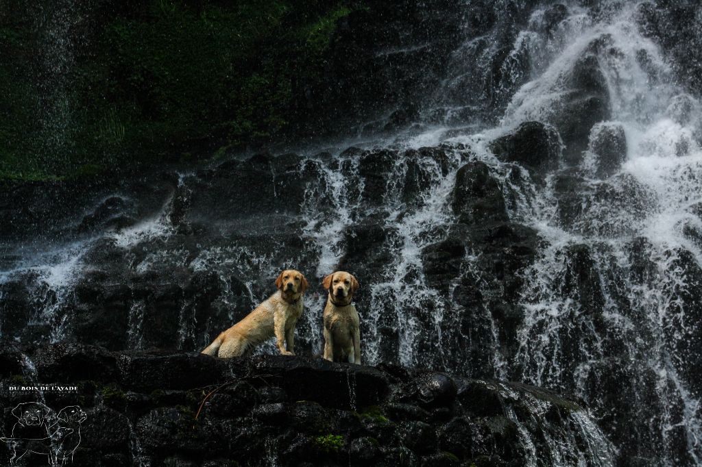 Les chiens à la maison