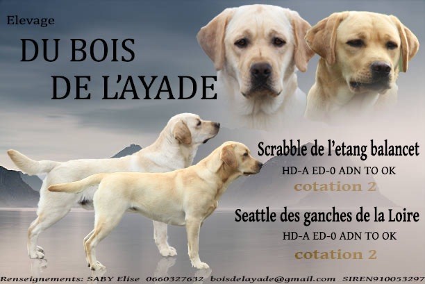 Seattle X Scrabble 2025
