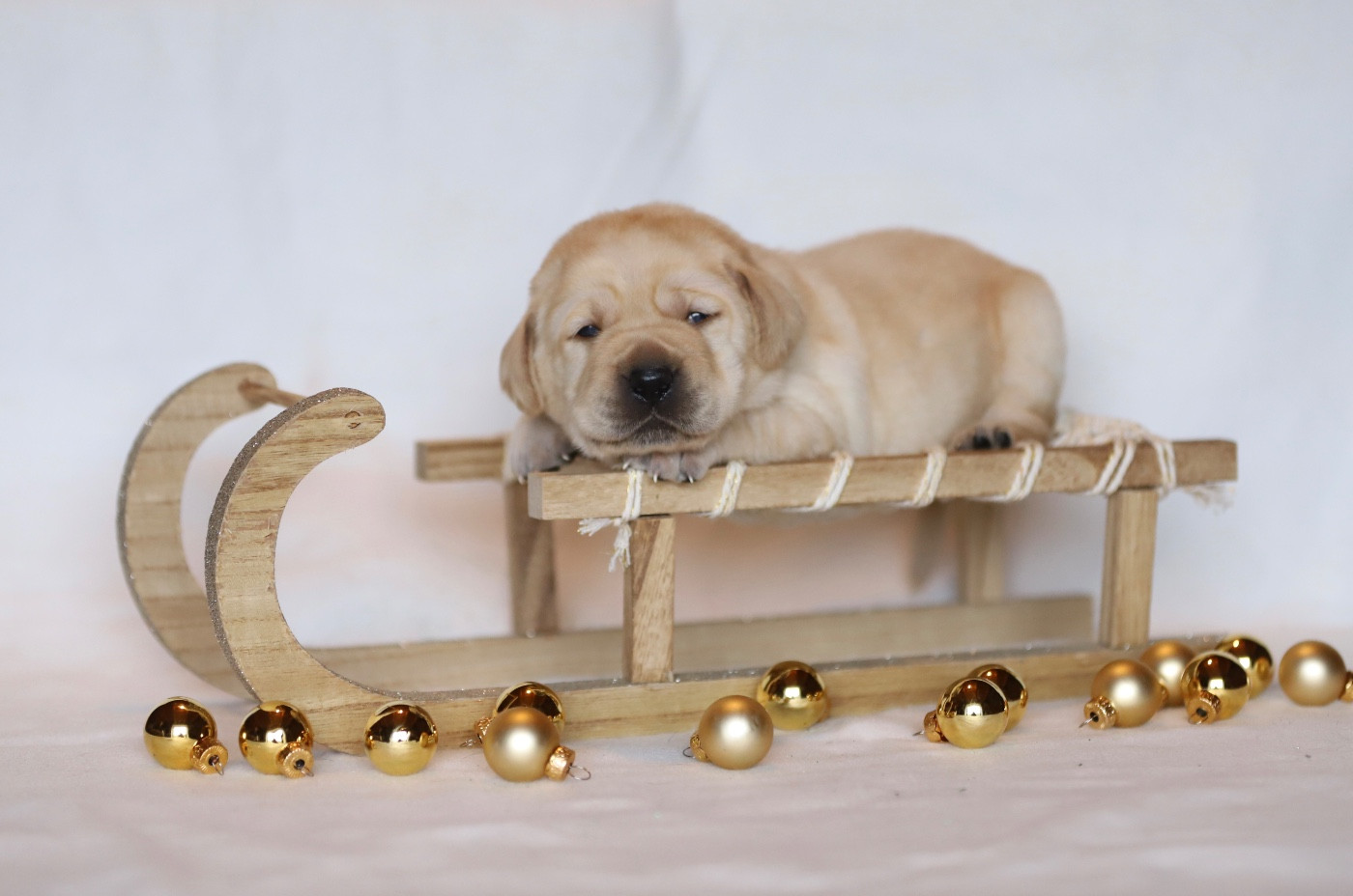 Du Bois De L'Ayade - Chiots disponibles - Labrador Retriever