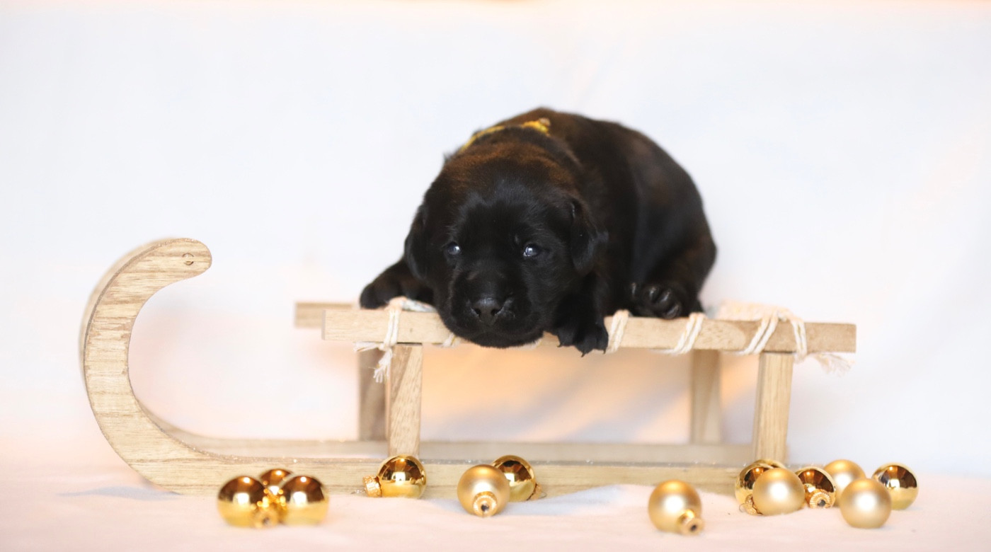 Du Bois De L'Ayade - Chiots disponibles - Labrador Retriever