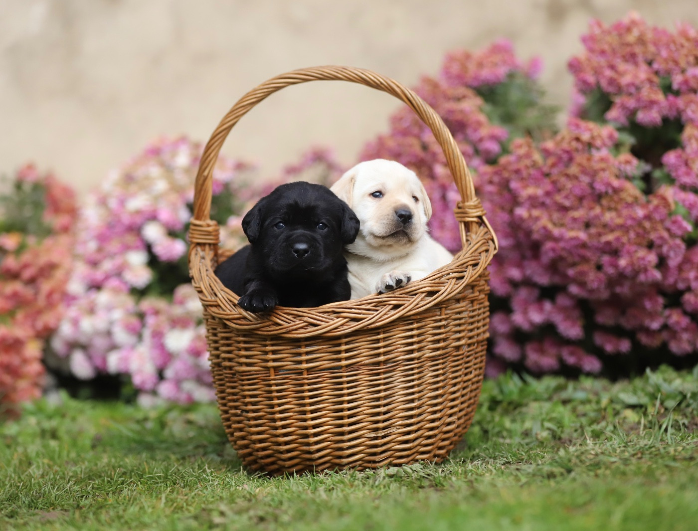 Du Bois De L'Ayade - Labrador Retriever - Portée née le 12/11/2025