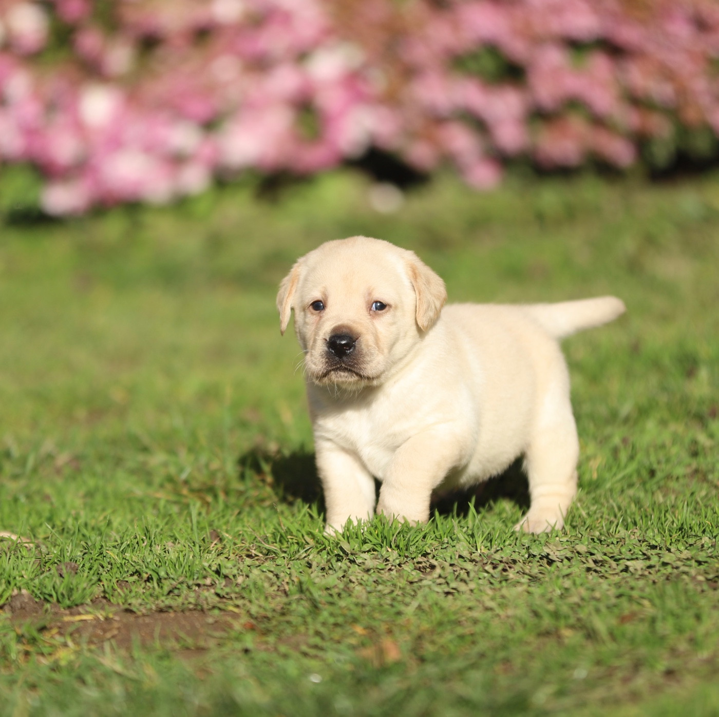 Du Bois De L'Ayade - Chiots disponibles - Labrador Retriever