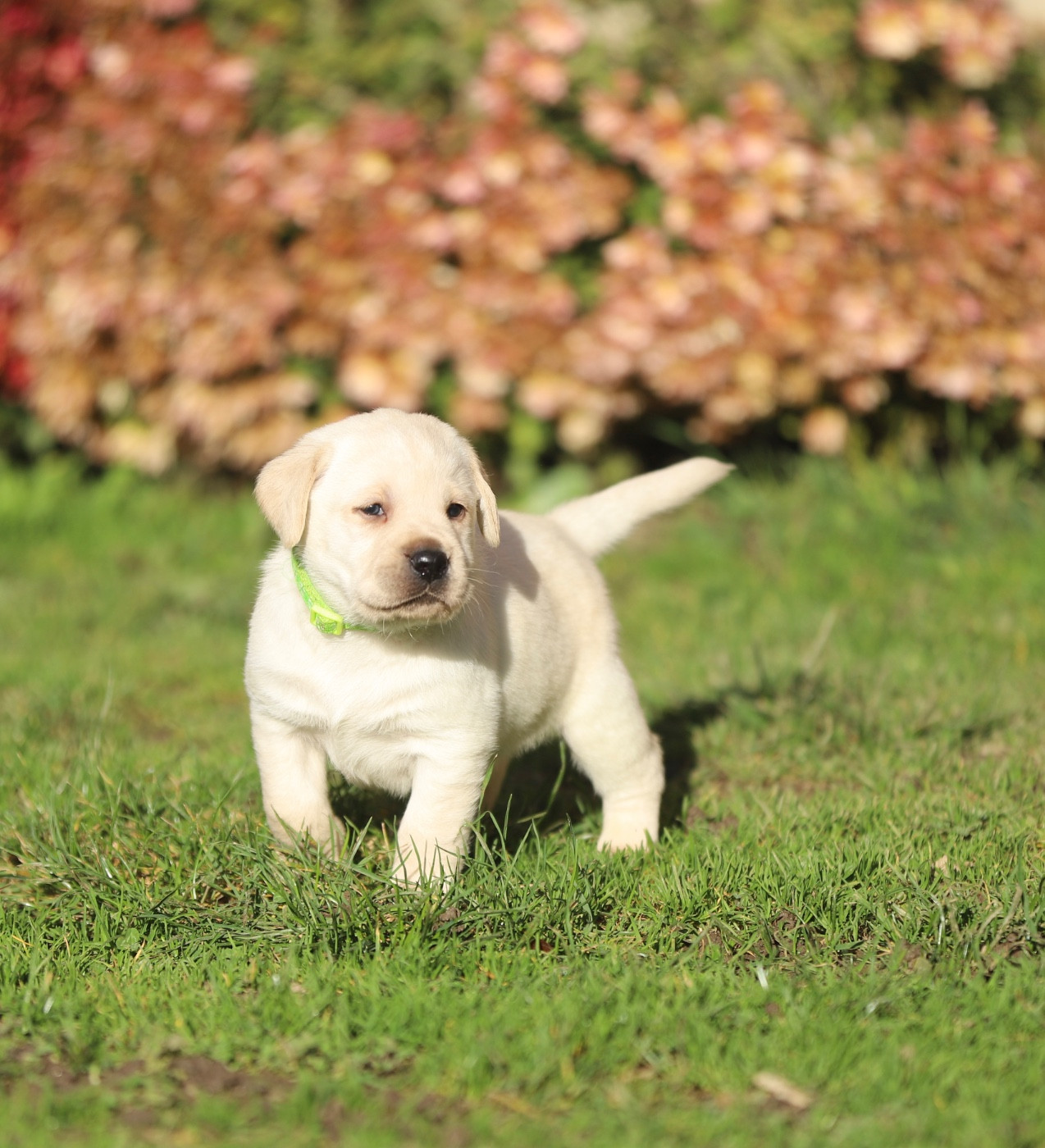 Du Bois De L'Ayade - Chiots disponibles - Labrador Retriever