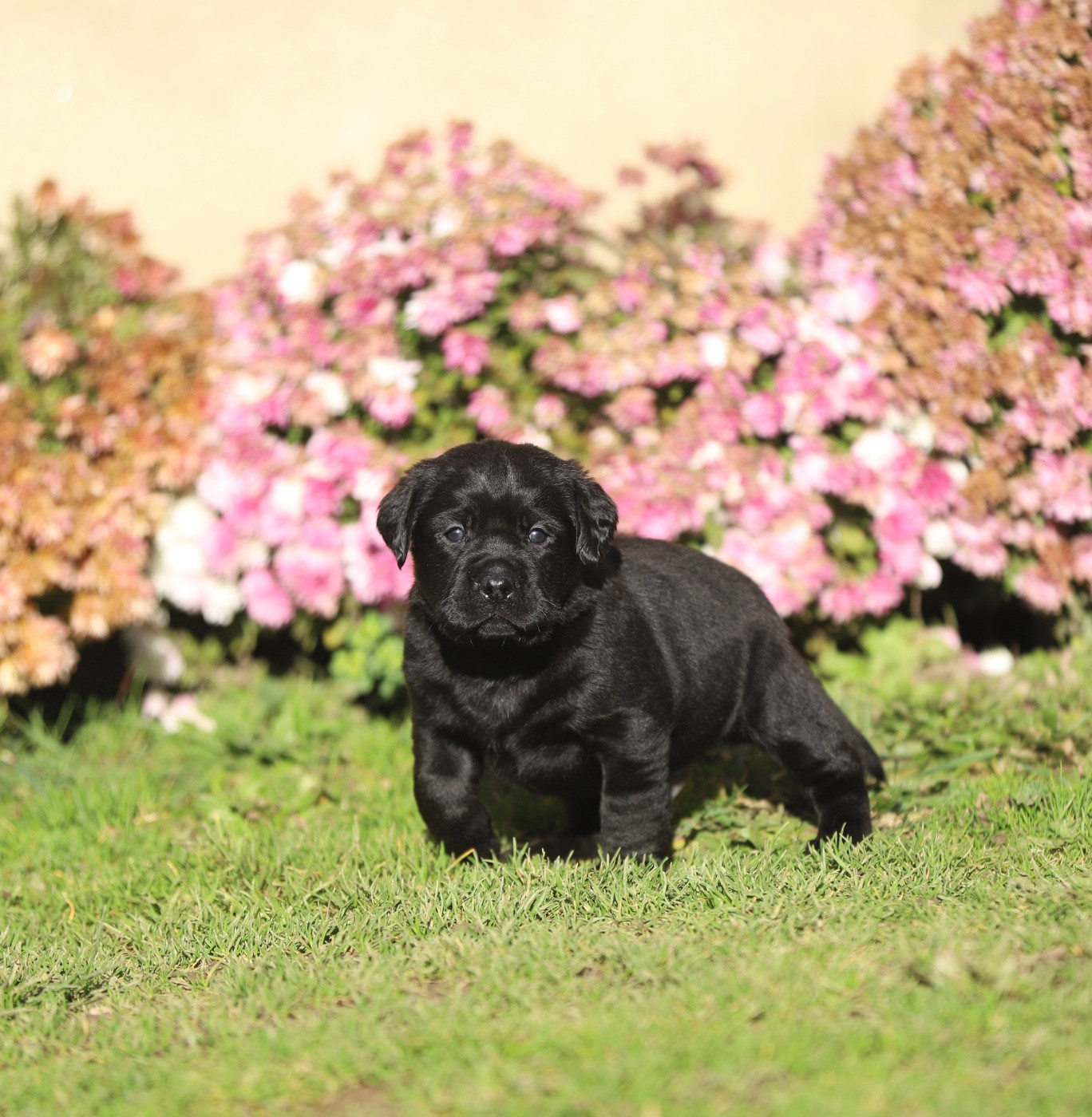 Du Bois De L'Ayade - Chiots disponibles - Labrador Retriever