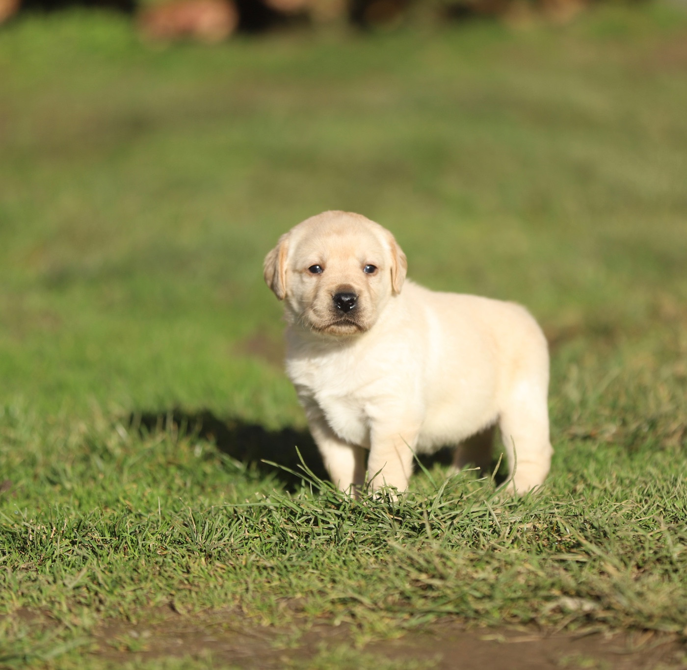 Du Bois De L'Ayade - Chiots disponibles - Labrador Retriever