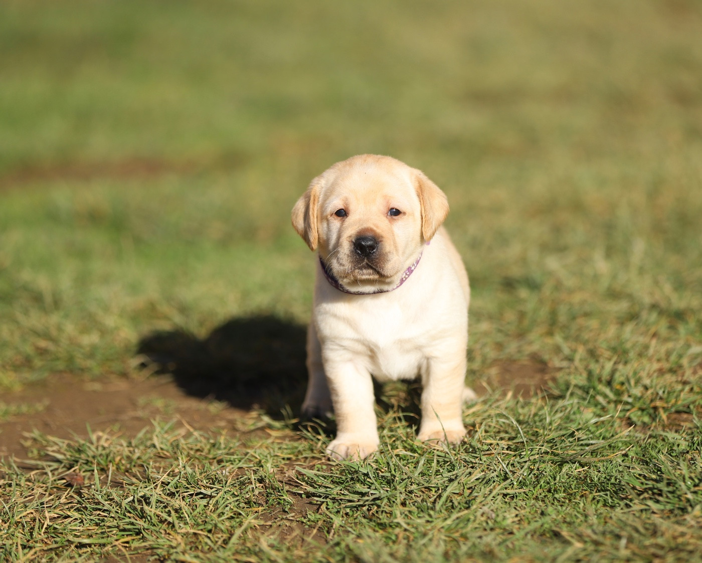 Du Bois De L'Ayade - Chiots disponibles - Labrador Retriever