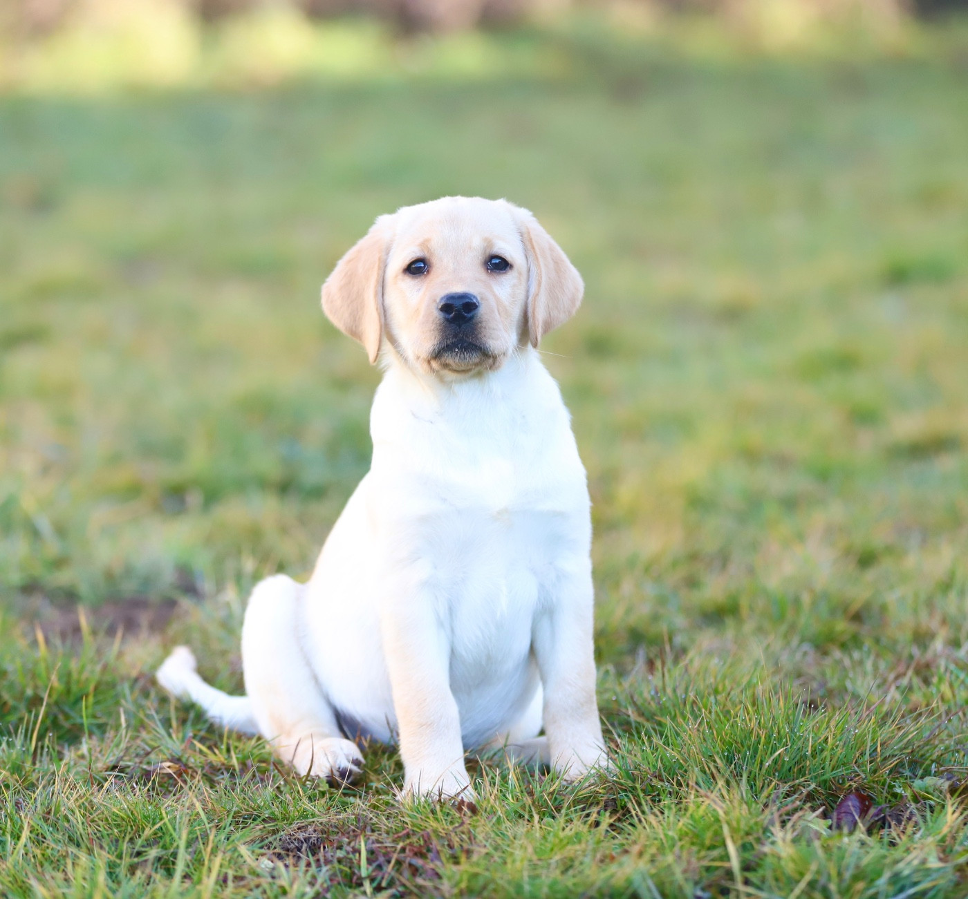 Du Bois De L'Ayade - Chiots disponibles - Labrador Retriever