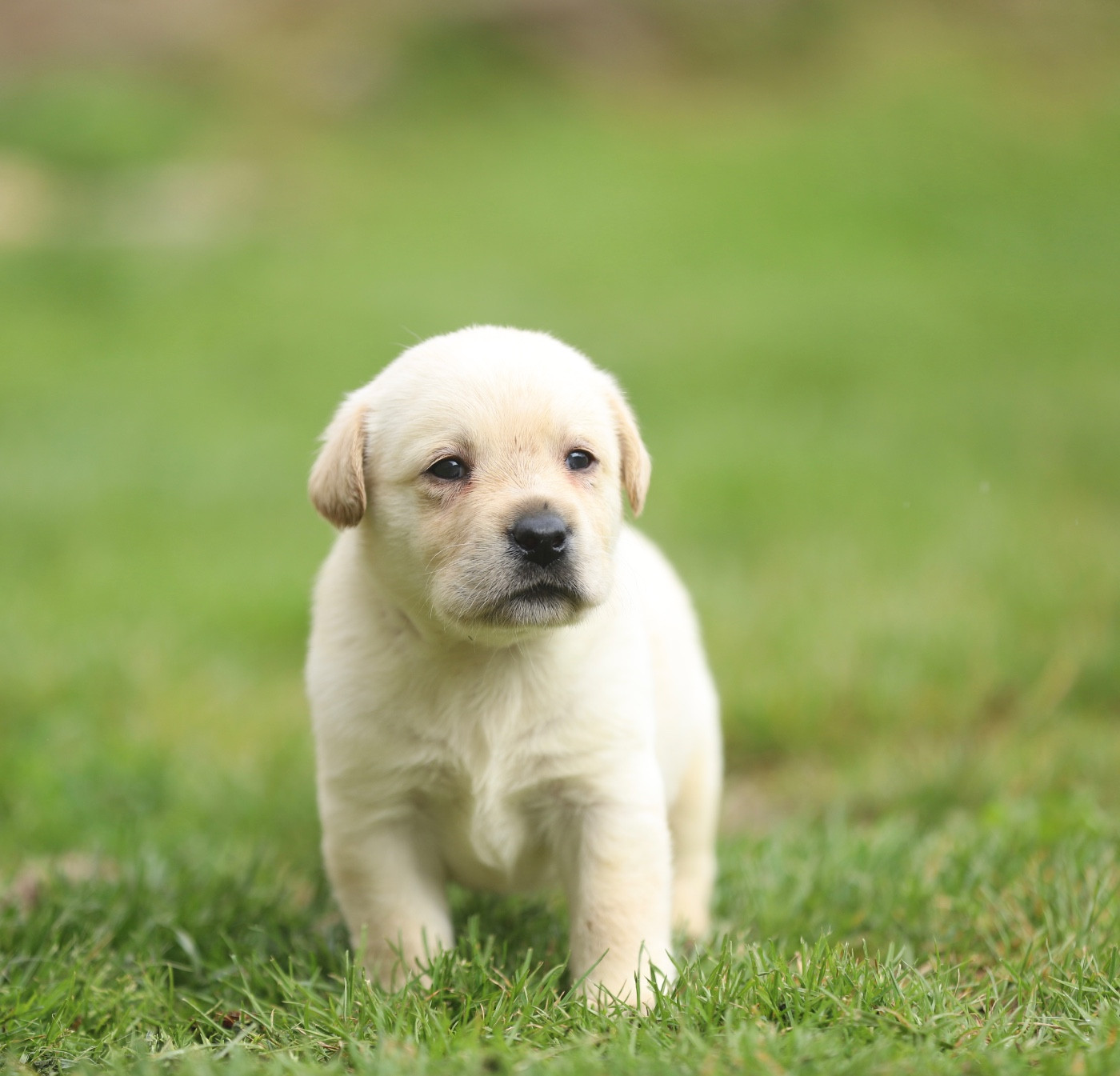 Du Bois De L'Ayade - Chiots disponibles - Labrador Retriever