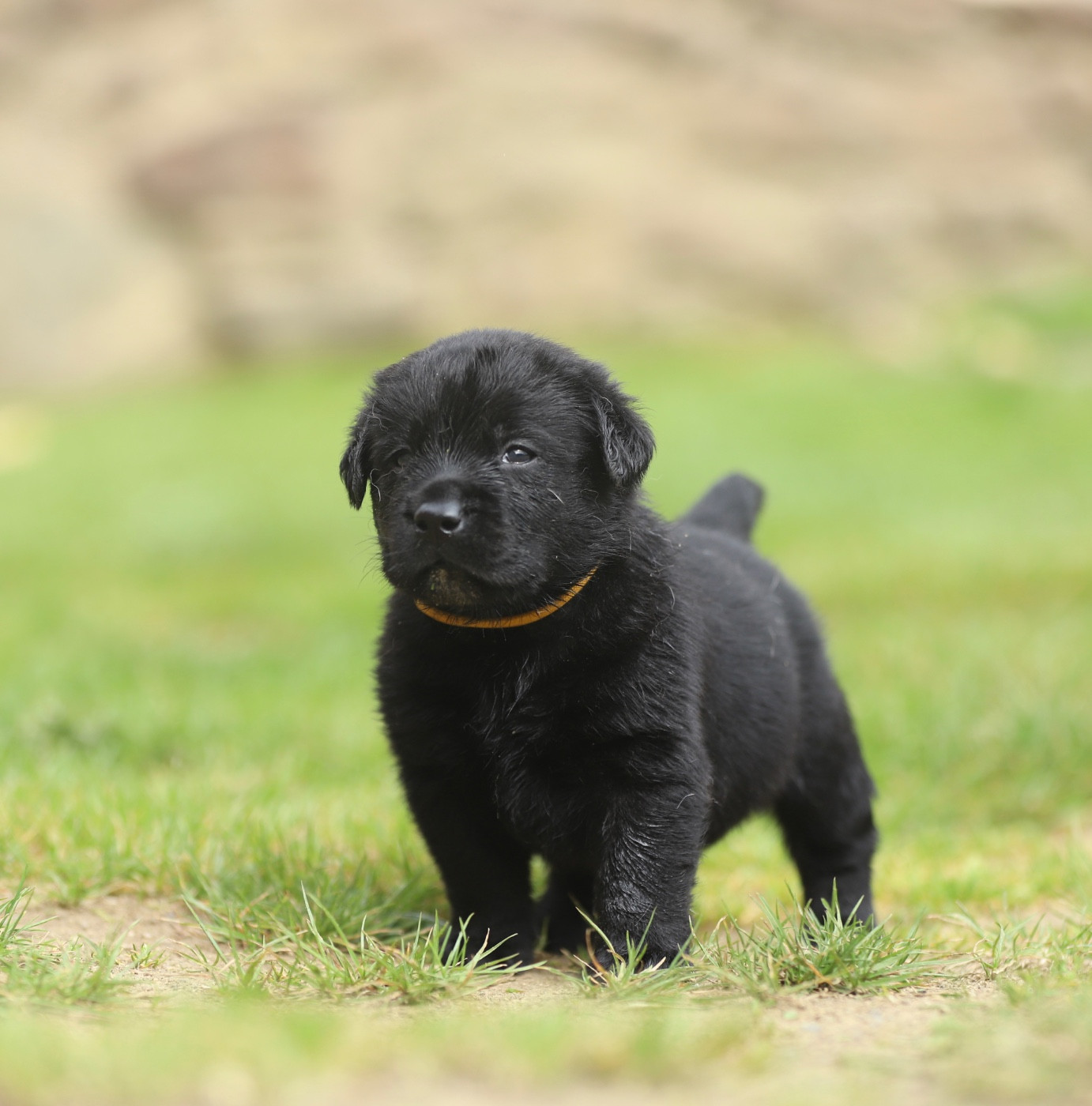 Du Bois De L'Ayade - Chiots disponibles - Labrador Retriever