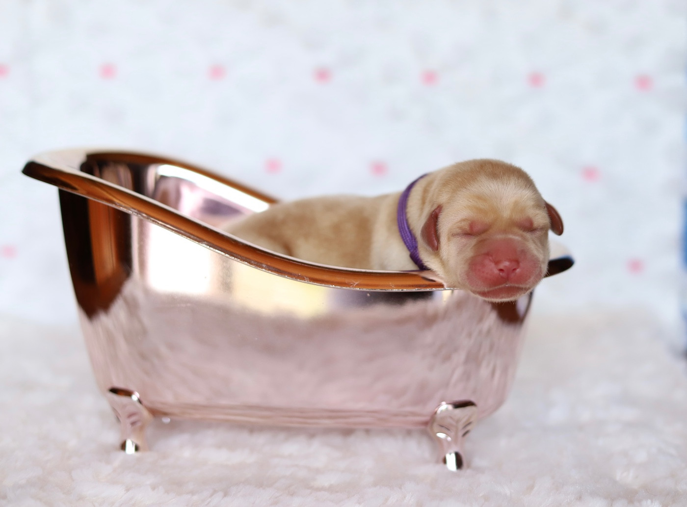 Du Bois De L'Ayade - Chiots disponibles - Labrador Retriever