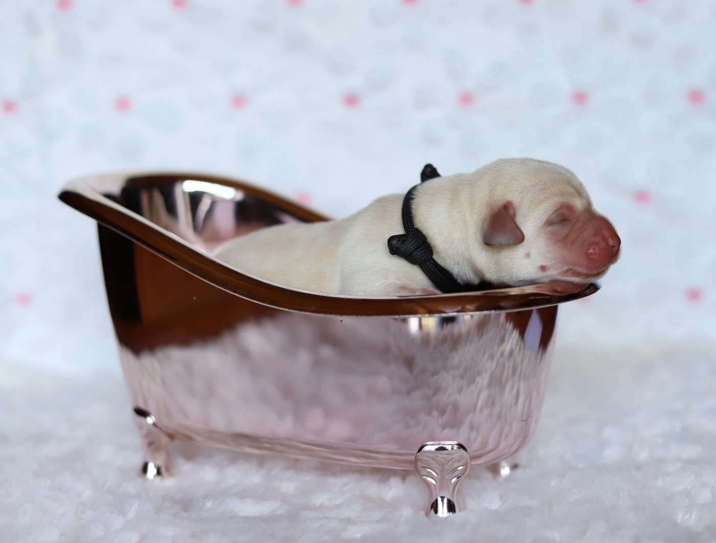 Du Bois De L'Ayade - Chiots disponibles - Labrador Retriever