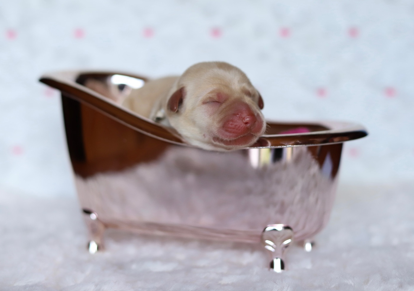 Du Bois De L'Ayade - Chiots disponibles - Labrador Retriever