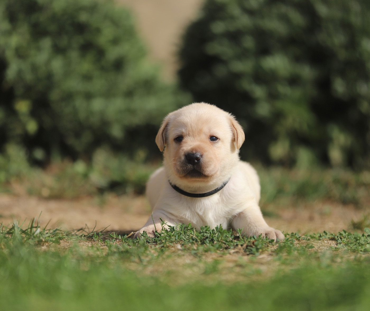 Du Bois De L'Ayade - Chiots disponibles - Labrador Retriever