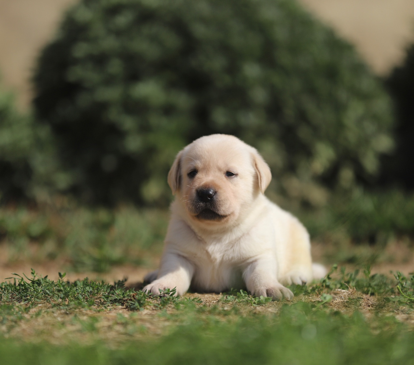 Du Bois De L'Ayade - Chiots disponibles - Labrador Retriever