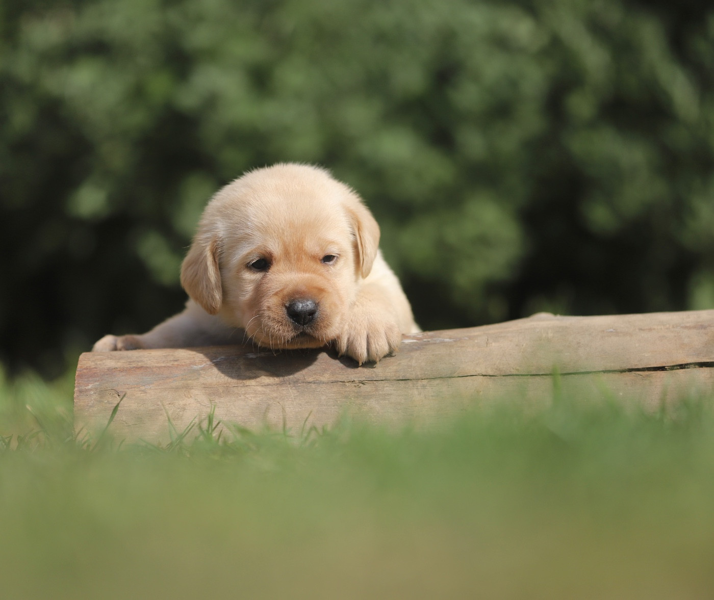 Du Bois De L'Ayade - Chiots disponibles - Labrador Retriever