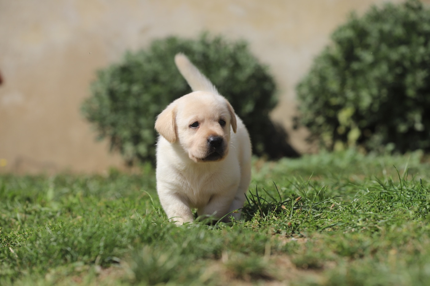Du Bois De L'Ayade - Chiots disponibles - Labrador Retriever