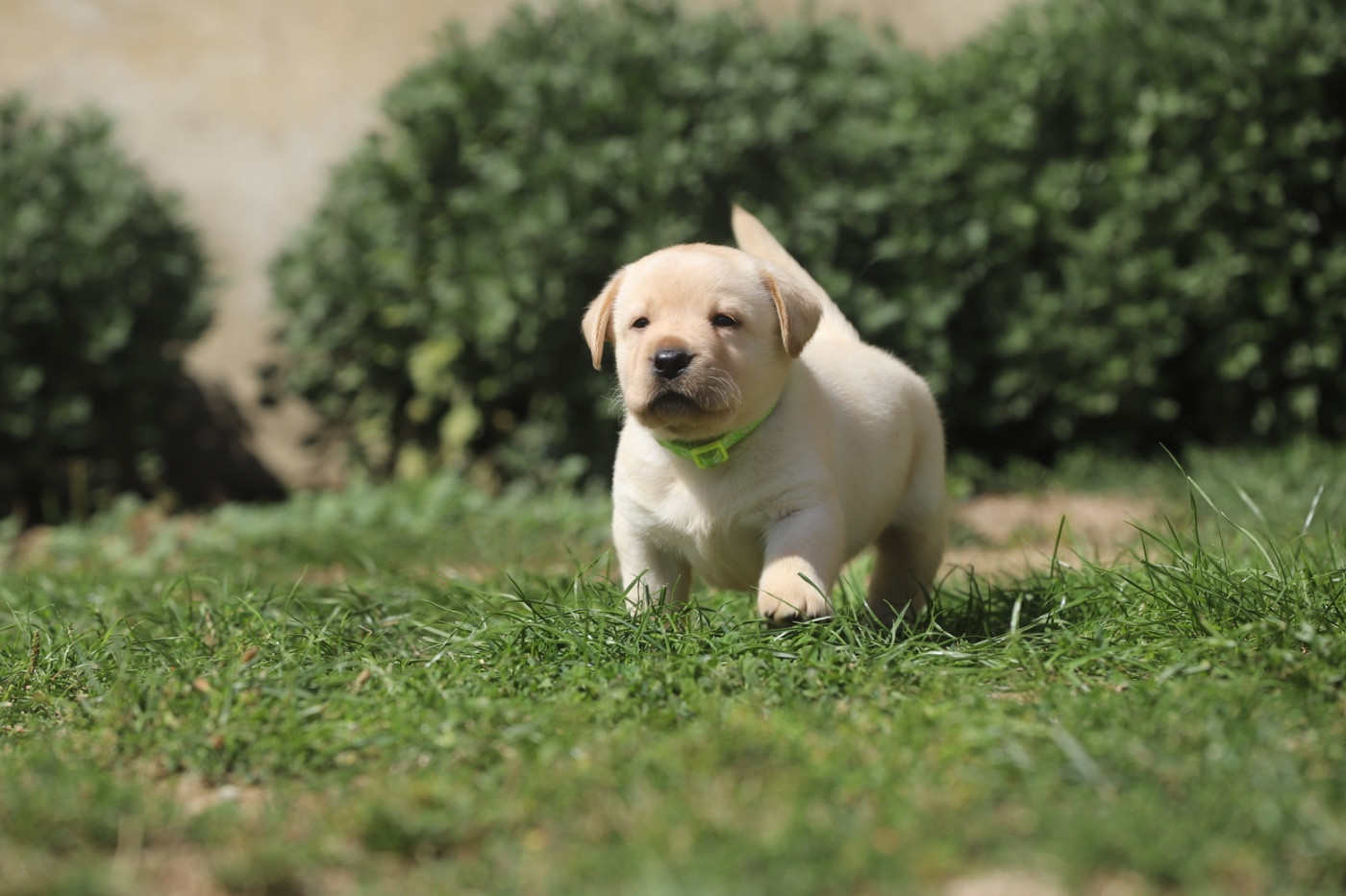 Du Bois De L'Ayade - Chiots disponibles - Labrador Retriever