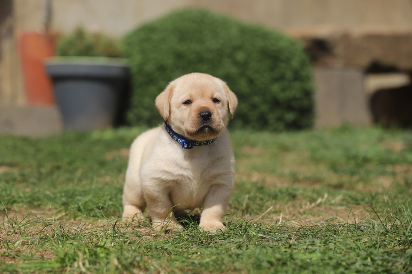 Du Bois De L'Ayade - Chiots disponibles - Labrador Retriever