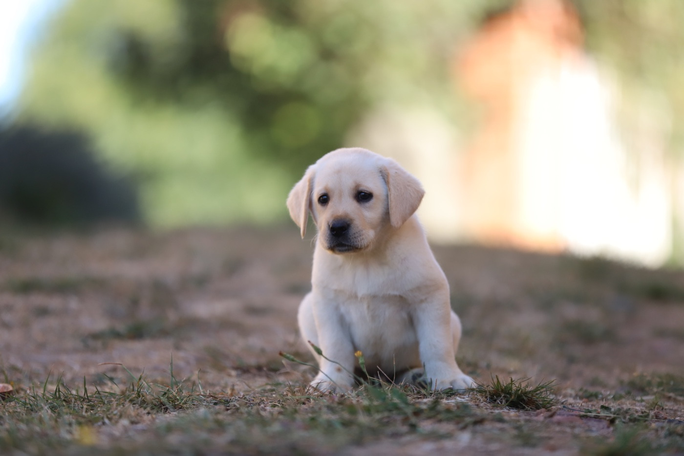 Du Bois De L'Ayade - Chiots disponibles - Labrador Retriever