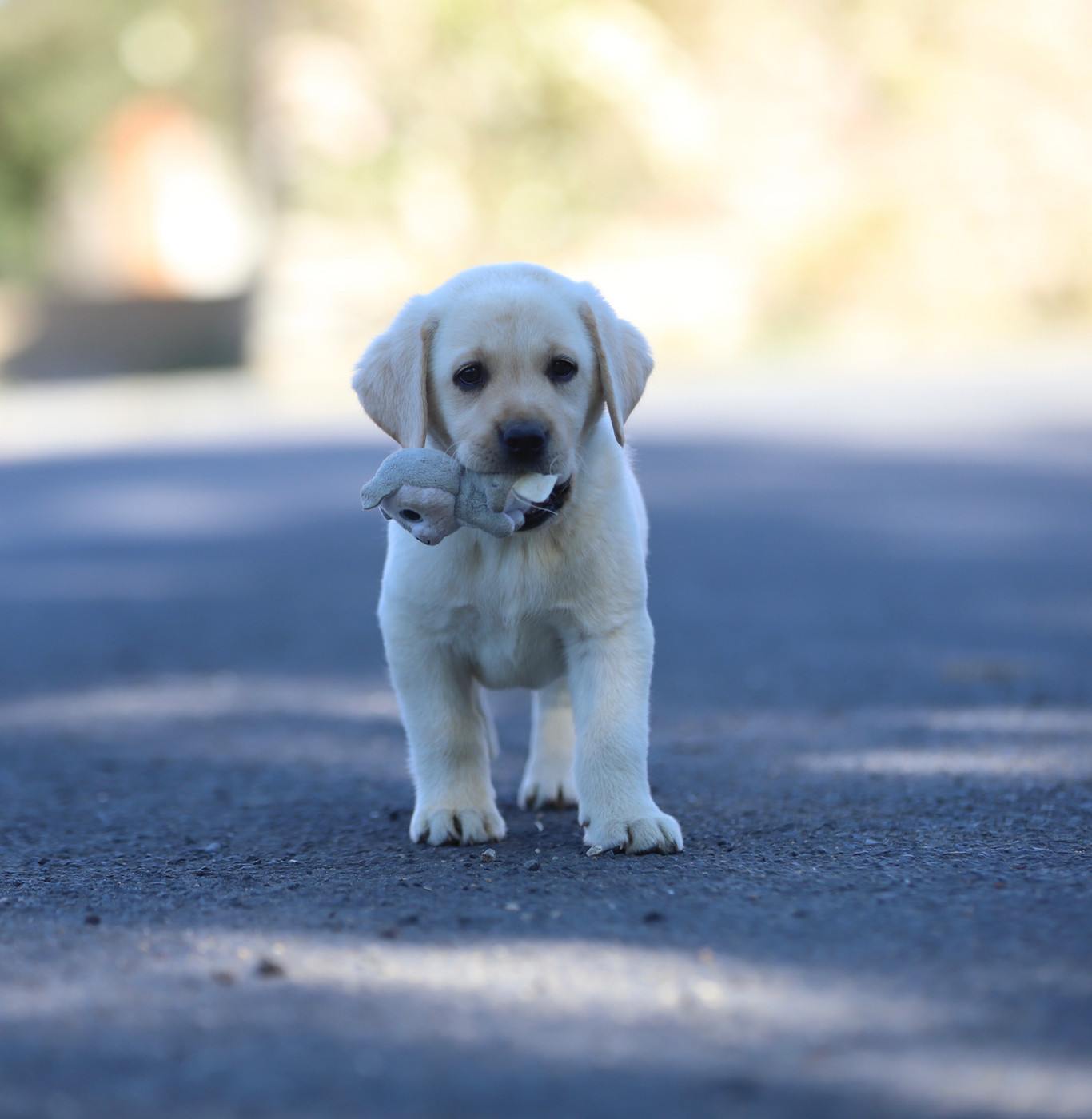 Du Bois De L'Ayade - Chiots disponibles - Labrador Retriever