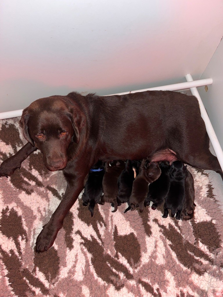 Du Bois De L'Ayade - Labrador Retriever - Portée née le 10/09/2025