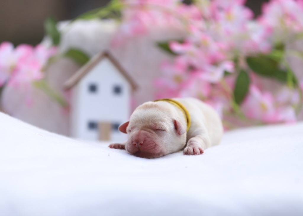 Du Bois De L'Ayade - Chiots disponibles - Labrador Retriever